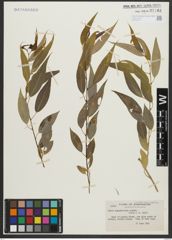 Foto von Salix amygdaloides Andersson